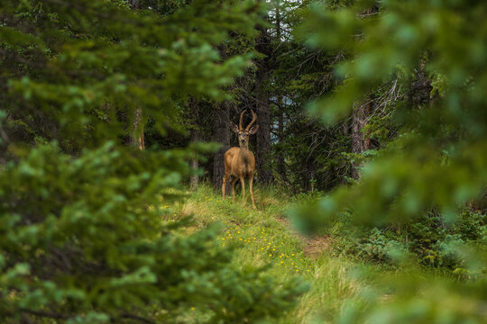 Deer in the mountains with foreground trees