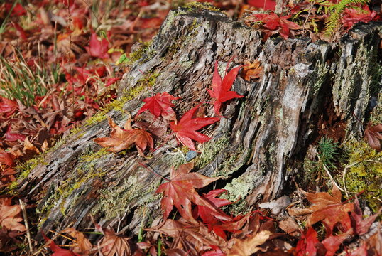 切り株と紅葉した落ち葉