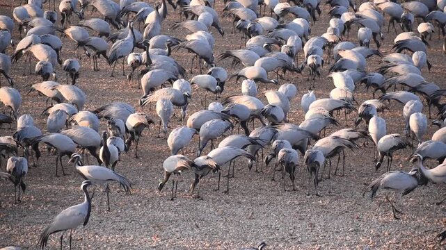 Large flock of Demoiselle cranes feeding at Khichan Rajasthan India