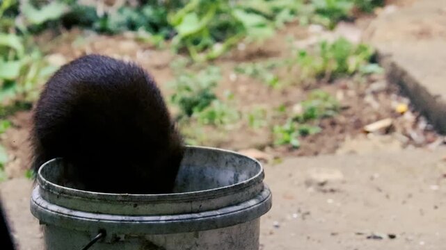 Wild dark mongoose perched on bucket drinking water in garden backyard closeup