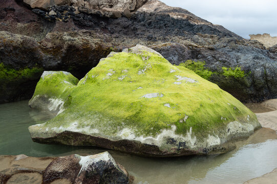Roca gigante cubierta de musgo verde en un charco playero