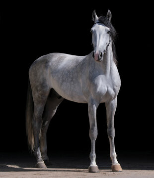 Horse. A thoroughbred white horse of the Oryol Trotter breed. Harness racing. Trotting horse race. Side view. In full growth. Black background. Close-up