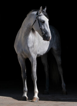 Horse. A thoroughbred white horse of the Oryol Trotter breed. Harness racing. Trotting horse race. Side view. In full growth. Black background. Close-up