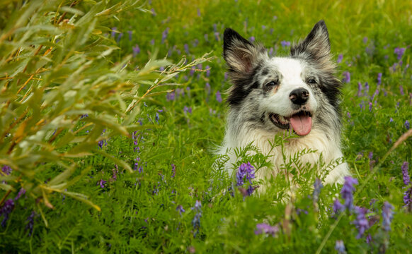 A happy blue marble border collie dog in nature