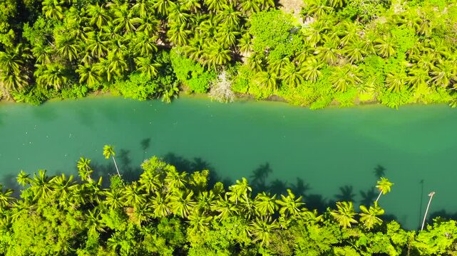 The river in the rainforest among the green lush vegetation. Loboc River view from the top. Bohol, Philippines.