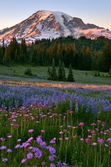 Obraz premium Mount Rainier wildflower meadow sunrise