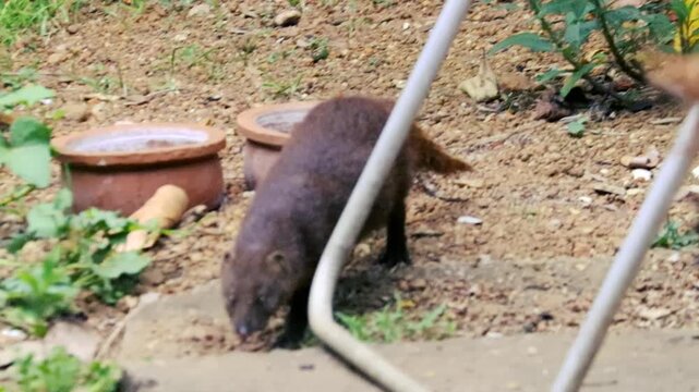 Wild dark brown mongoose leaning into plastic bucket to drink water outdoors