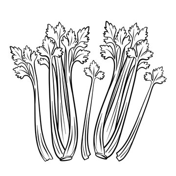 Black and white hand drawn pascal celery for coloring book or page