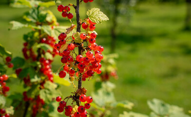 Close-up of ripe redcurrants on the bush in a sunny garden. © Valeriia