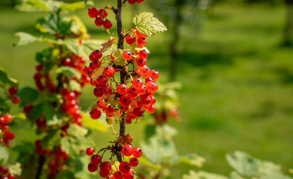 Close-up of ripe redcurrants on the bush in a sunny garden.