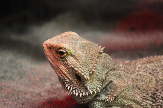 Gros plan sur un dragon barbu (Pogona vitticeps) avec ses &eacute;cailles, ses &eacute;pines et son regard bien visible. Photographie d&eacute;taill&eacute;e d&rsquo;un reptile exotique dans un environnement de terrarium.