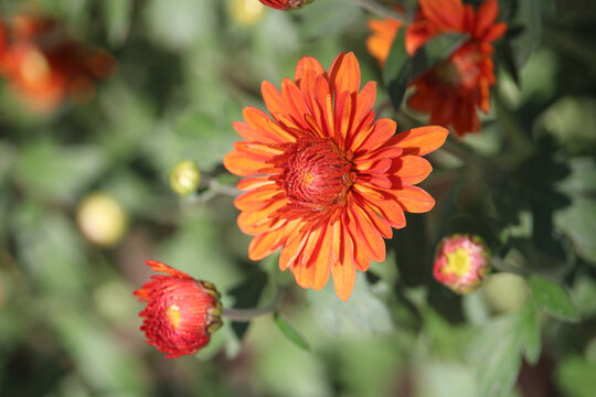 Gros plan sur un chrysanth&egrave;me aux p&eacute;tales orange vif, entour&eacute; de boutons floraux et de feuillage vert dans un jardin, avec un arri&egrave;re-plan naturellement flou.