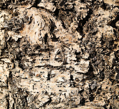 Rough paperbark tree bark texture close up with peeling natural layers.