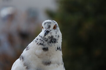 White mottled feral pigeon portrait in close up telephoto focus. A detailed telephoto macro portrait of a white feral pigeon with speckled grey and dark grey feather © human_antithesis