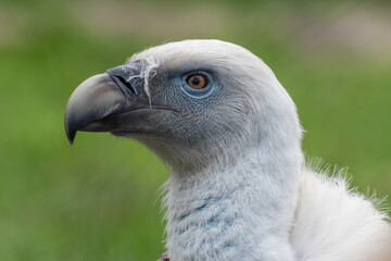 Side portrait profile of Griffon vulture bird head © Dmitry