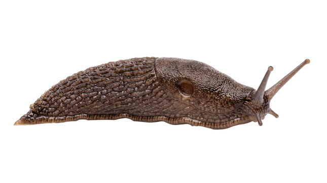 Dark brown slug with rough skin and antennae on isolated on png transparent background