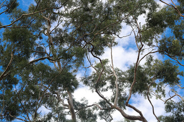 Tall eucalyptus tree branches spreading against a partly cloudy blue sky background. © Ink N Propeller