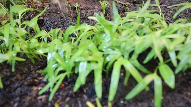 Young water spinach plants being watered