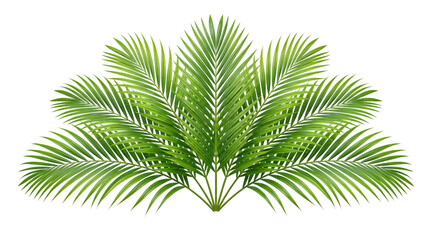 Green palm fronds fan shape isolated on white isolated on png transparent background © Isolated Hub