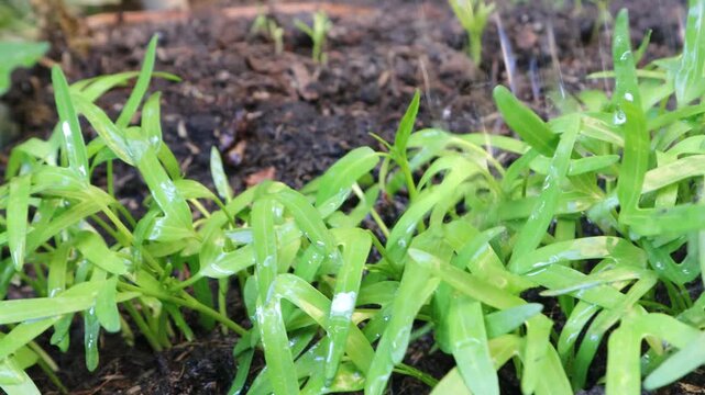 Young water spinach plants being watered