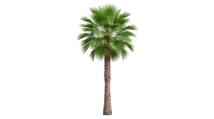 Tall fan palm tree with green fronds and textured isolated on png transparent background © Isolated Hub