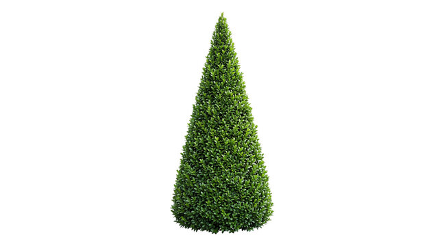 Tall, slender green cone shaped topiary tree on isolated on png transparent background