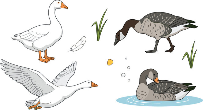 Domestic and wild goose birds collection vector icon set with flying swimming and standing geese characters