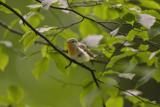 Red-breasted flycatcher (Ficedula parva) perched on a branch among green leaves near Mrągowo, Masuria, Poland. Nature stock photo.