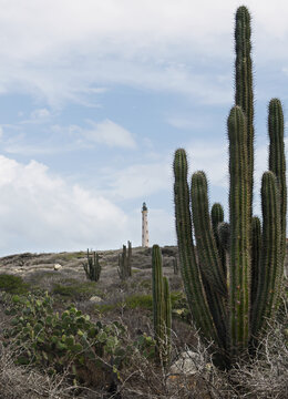cactus in desert with a lighthouse in the background. California lighthouse in Aruba in the background