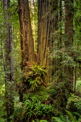 Fototapeta premium Ferns Grow Between Splitting Redwood Tree Trunks Along James Irvine Trail In Redwood