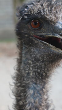 Amazing Ostrich Close-Up | Beautiful Eye, Long Neck & Unique Bird Features