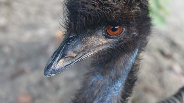 Amazing Ostrich Close-Up | Beautiful Eye, Long Neck & Unique Bird Features