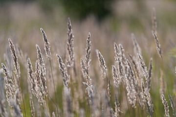 Fototapeta premium Golden blades of grass dance gently in the warm sunlight showcasing nature's delicate beauty in a tranquil meadow setting