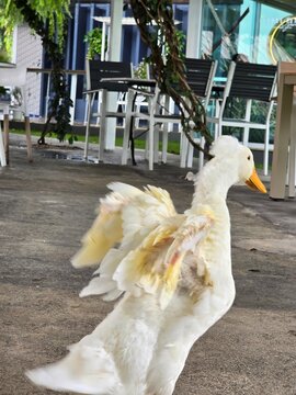white duck spreading wings
