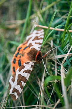 Garden tiger moth resting on green grass, displaying colorful wings