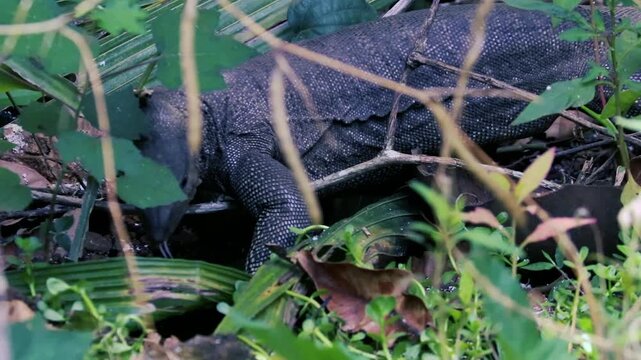 Monitor lizard peeking through green foliage wild animal nature background