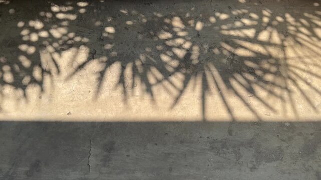Static shot of swaying tropical leaf shadows and dappled sunlight on a concrete surface.