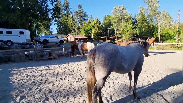 Group of horses in a sandy paddock on a sunny day