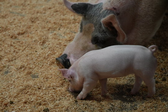 Baby pigs feeding of the mother pig on a farm