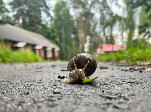  A large terrestrial snail is eating a green leaf on wet asphalt.