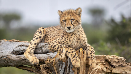 A cute Cheetah cubs looks at the camera with big eyes © Kevin
