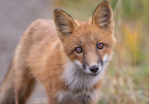 A young cute fox with big eyes looks into the camera. 