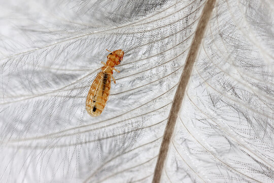 Parasitic Lice. A louse, a bird parasite that sometimes bites humans as well. A parasite that lives in birds' feathers. An insect (Brueelia nebulosa) on a starling's feather.