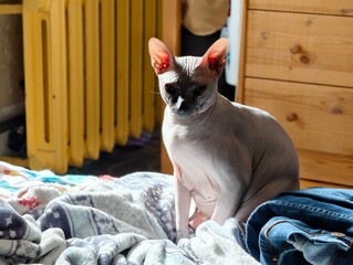 A cat sitting on top of a pile of clothes © Fotograf