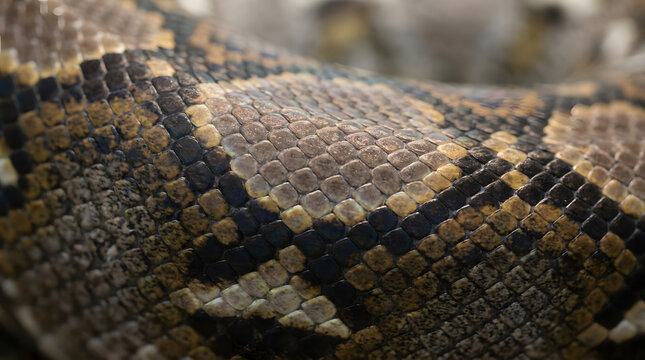 Detailed pattern of brown and gold snake skin scales