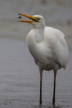 Great egret (Ardea alba) - Silberreiher