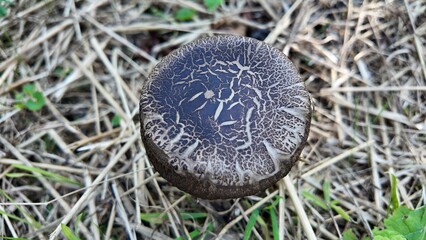 Macro photograph of a mushroom with a natural pattern in the forest © Recep