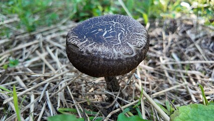 Macro photograph of a mushroom with a natural pattern in the forest © Recep
