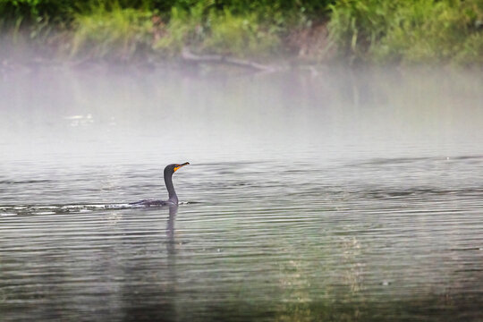 Double Crested Cormorant Swims in Water During Early Morning Fog in Elizabethton Tennessee