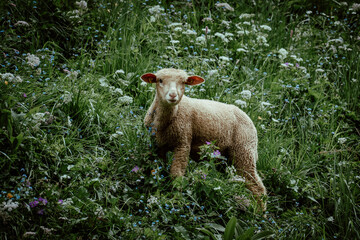 Sheep standing in a wildflower meadow on a pasture © natur-grafik